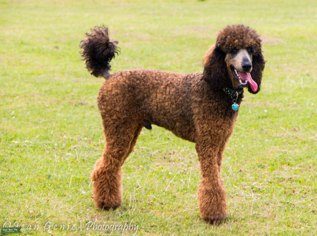 Пудель карликовый гипоаллергенный