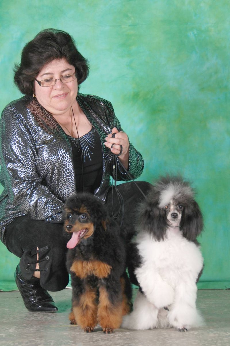 Пудель Мерль