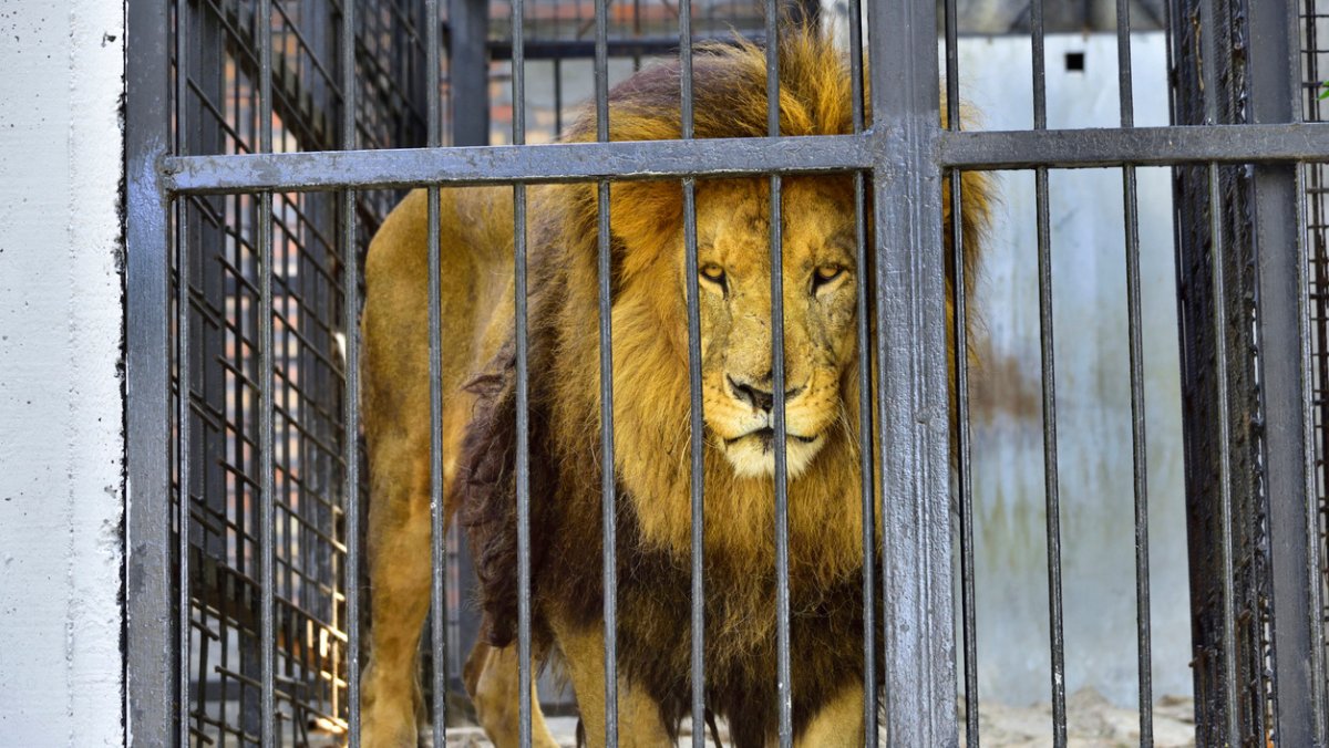 Лев в тюрьме