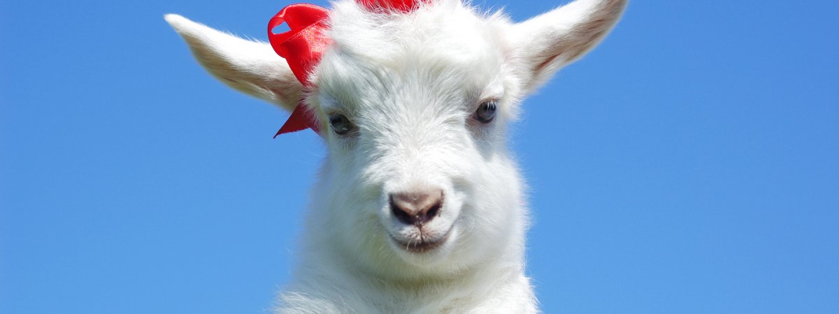 Гламурная коза