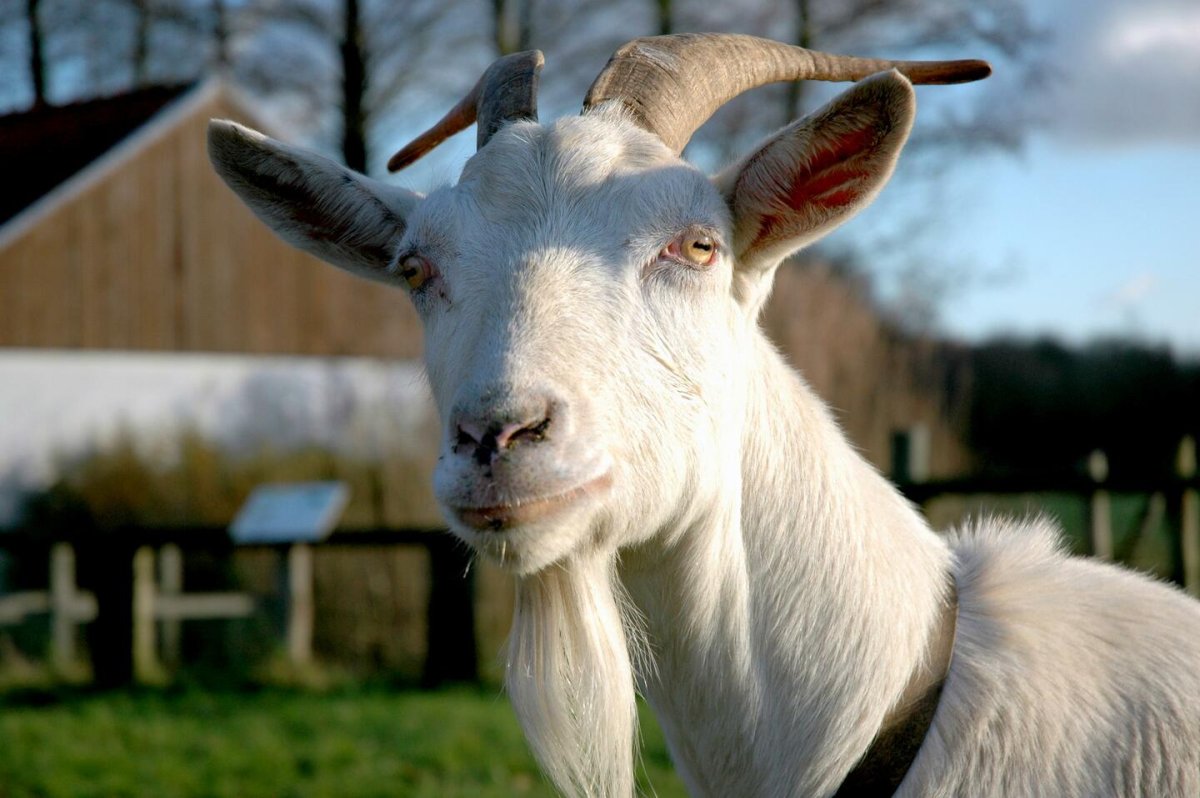 Козел на привязи