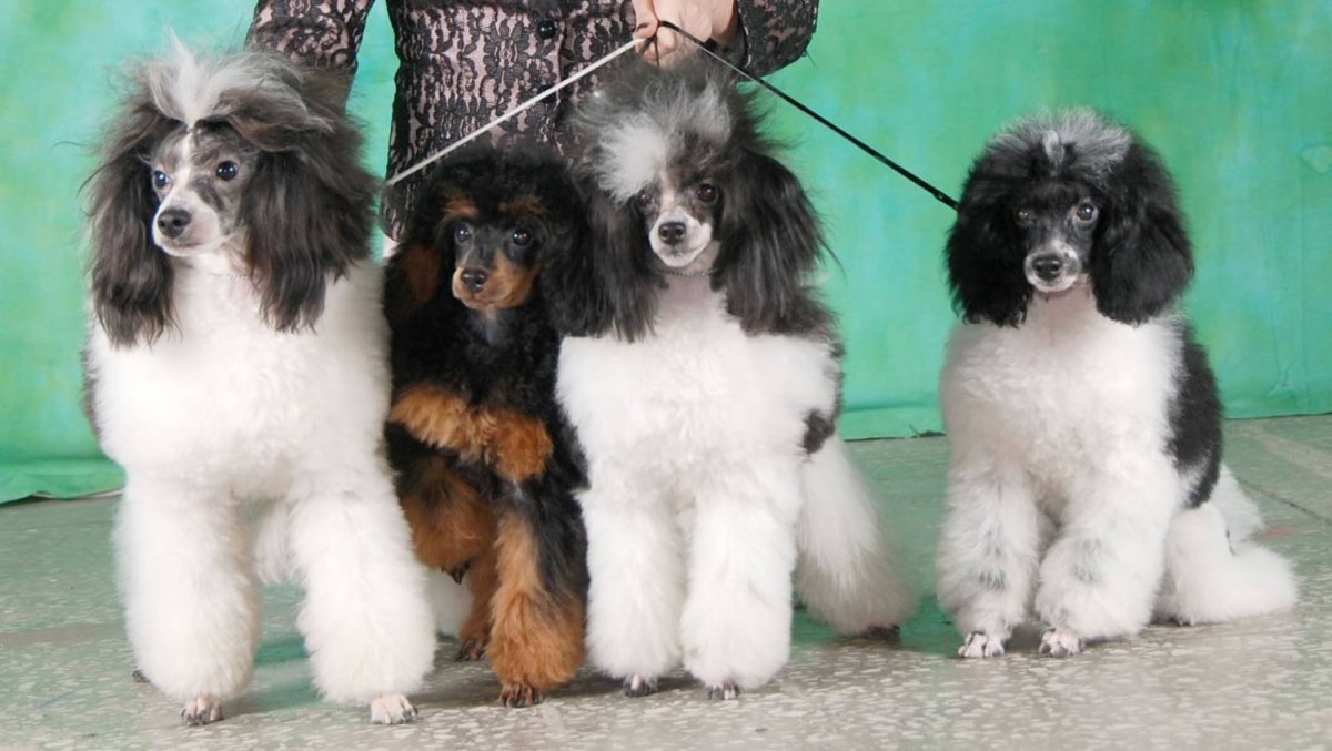 Той пудель Фантом и Арлекин