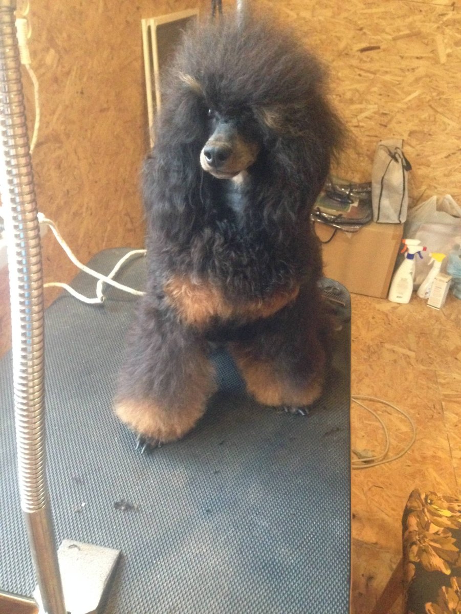 Карликовый Королевский пудель