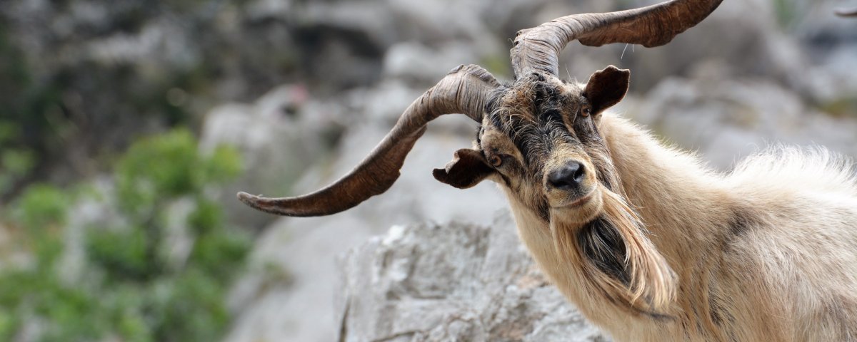 Картинки на рабочий стол-козы