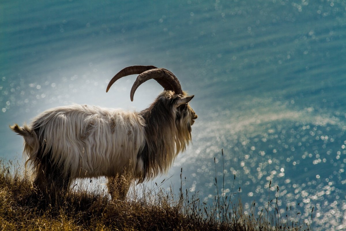 Козёл хвост