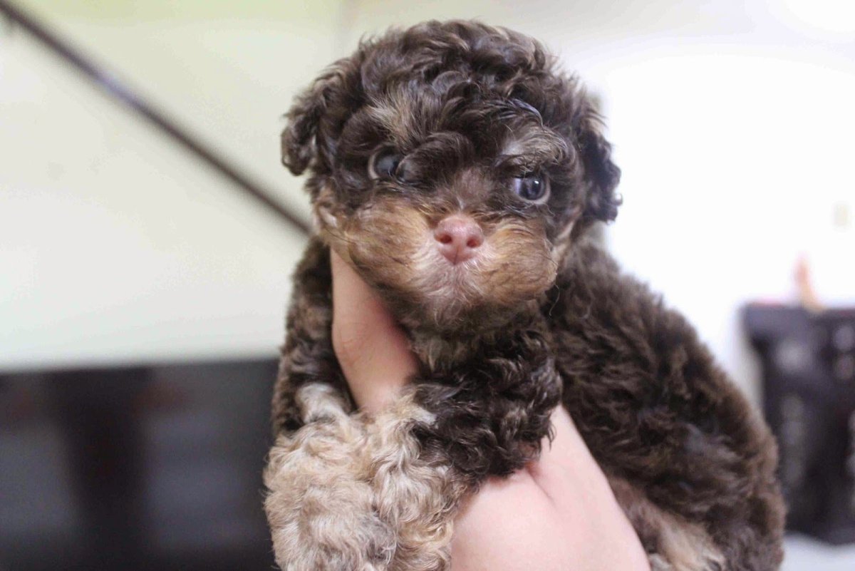 Пудель Фантом нестриженный