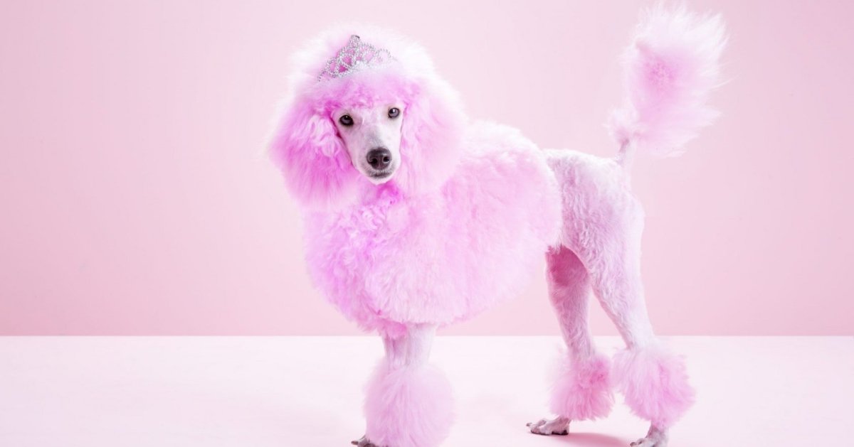 Пудель окрас Фантом