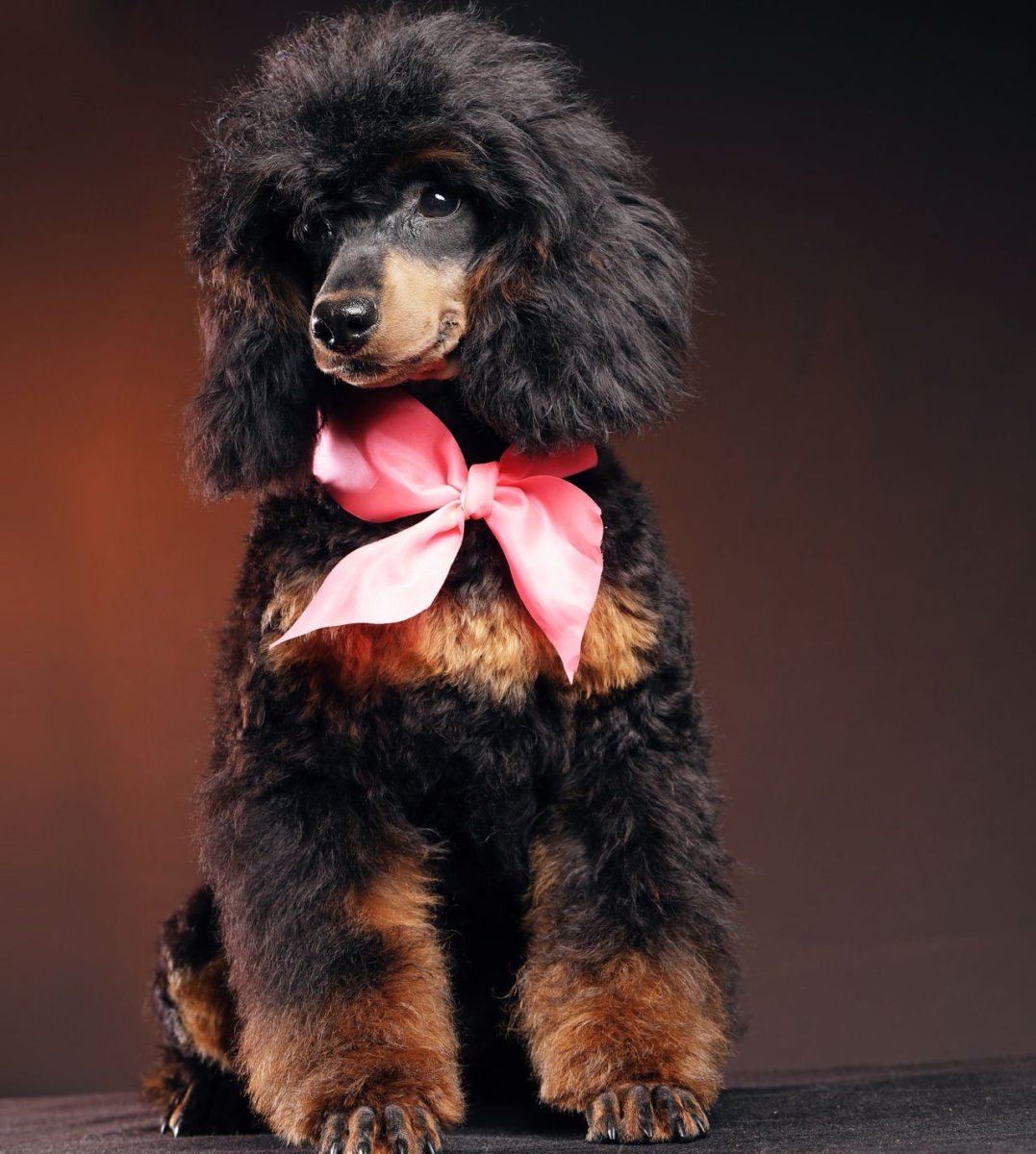 Пудель Леонард из Тайная