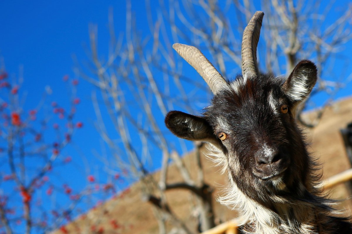 Рога Capra hircus