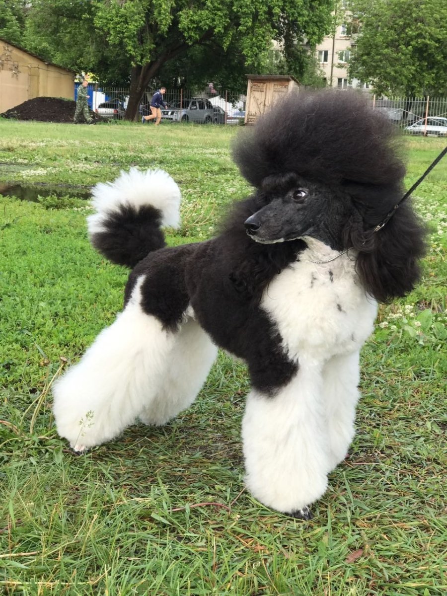 Порода померанский пудель