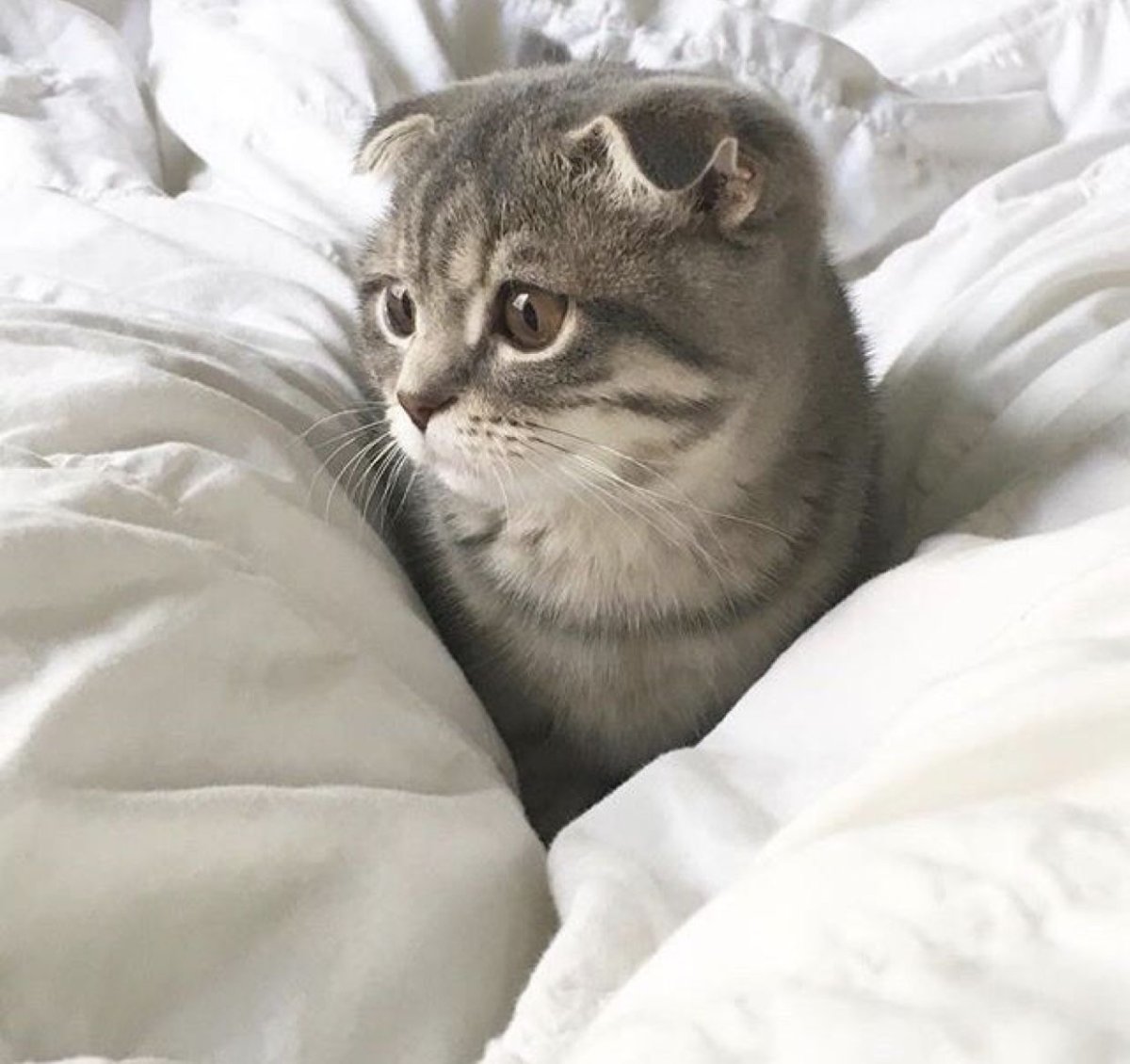 Прикольный кот Эстетика