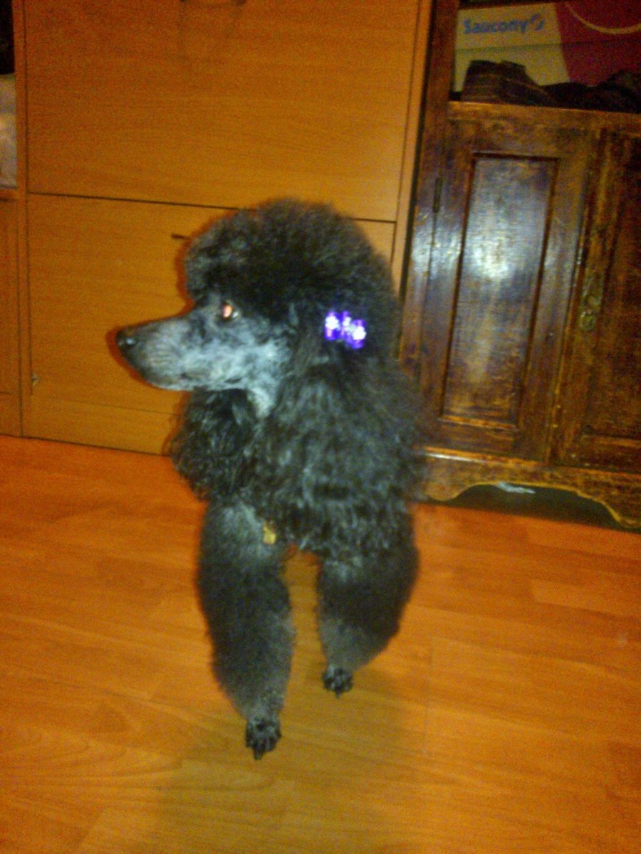 Карликовый пудель Фантом