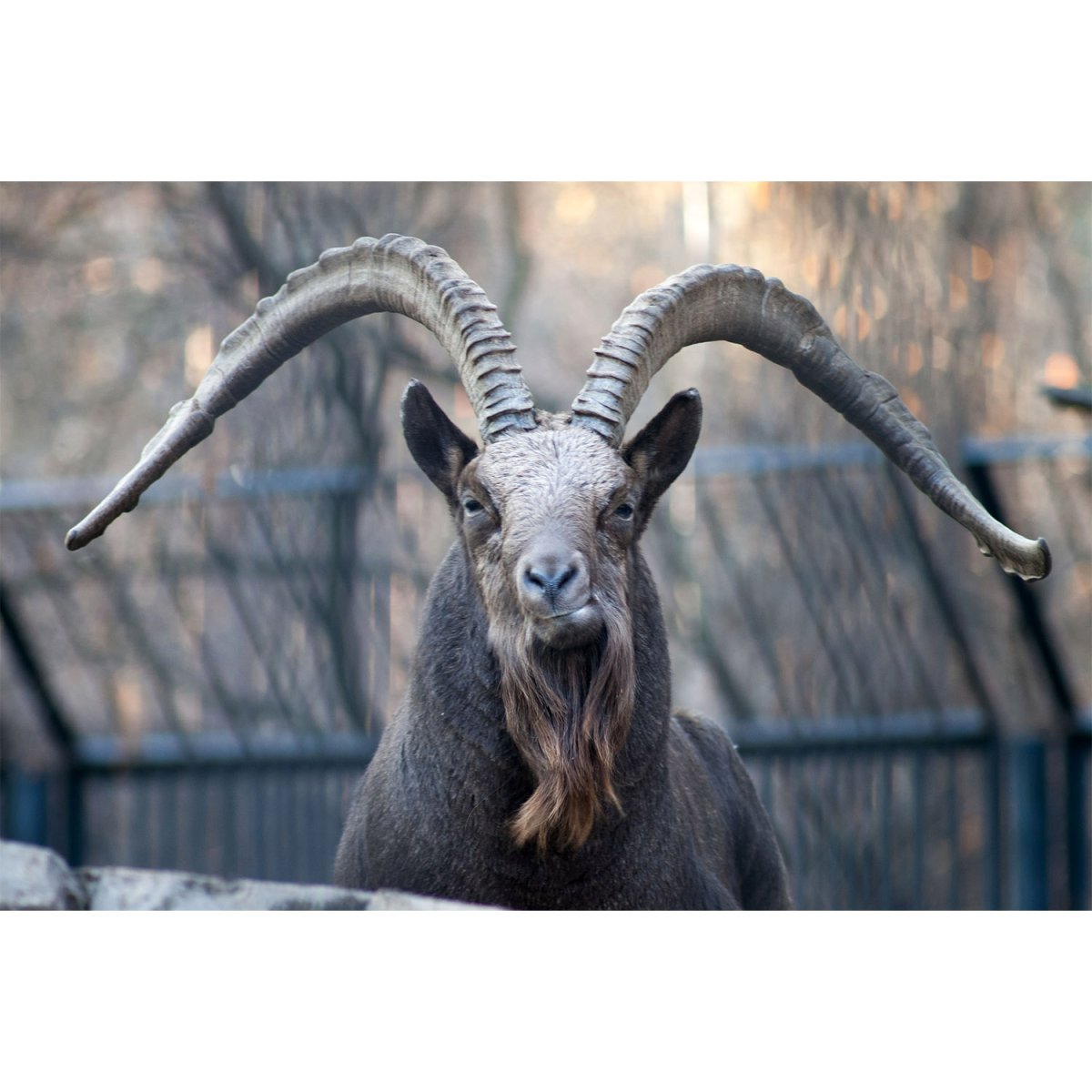 Сибирский горный козел