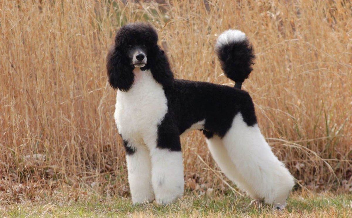 Королевский пудель Континенталь