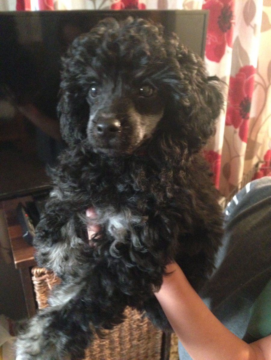 Той пудель Фантом