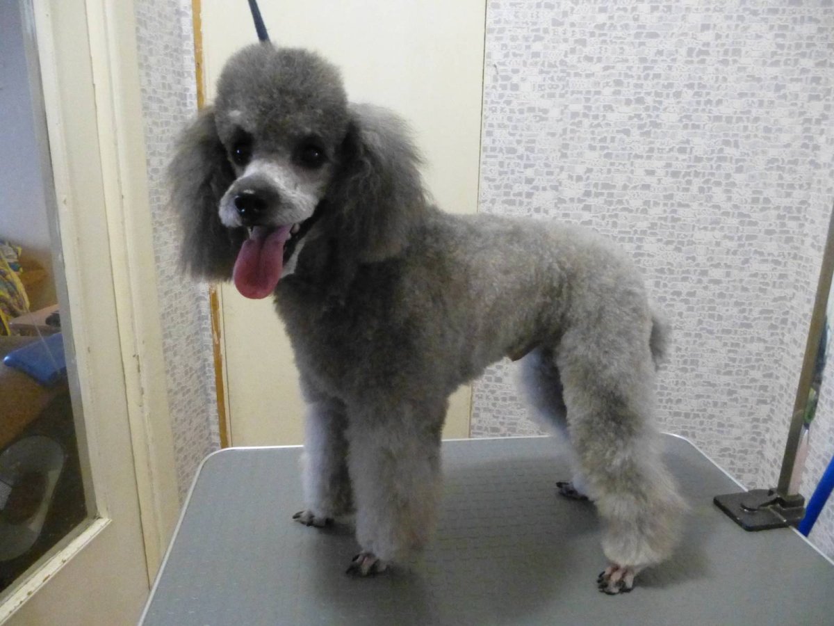 Карликовый Королевский пудель