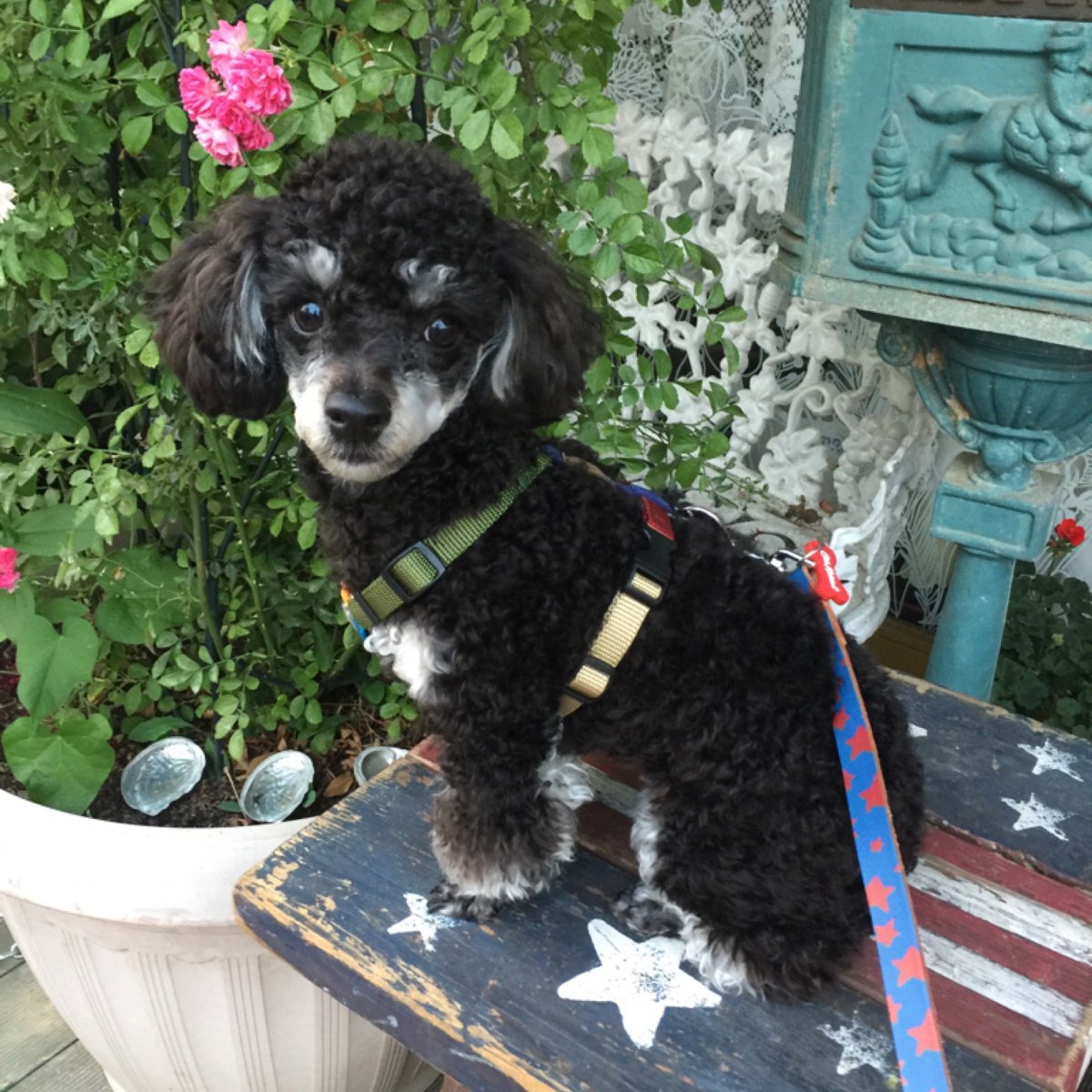 Пудель Фантом стриюка .Беби фэйс