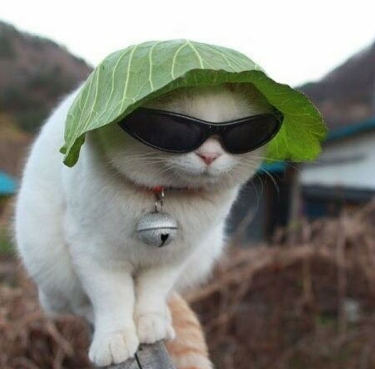 Смешные котики в очках