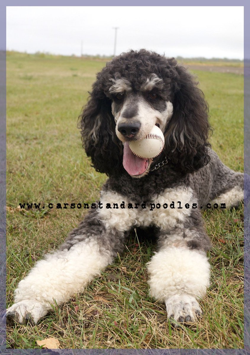 Standard Phantom Poodle