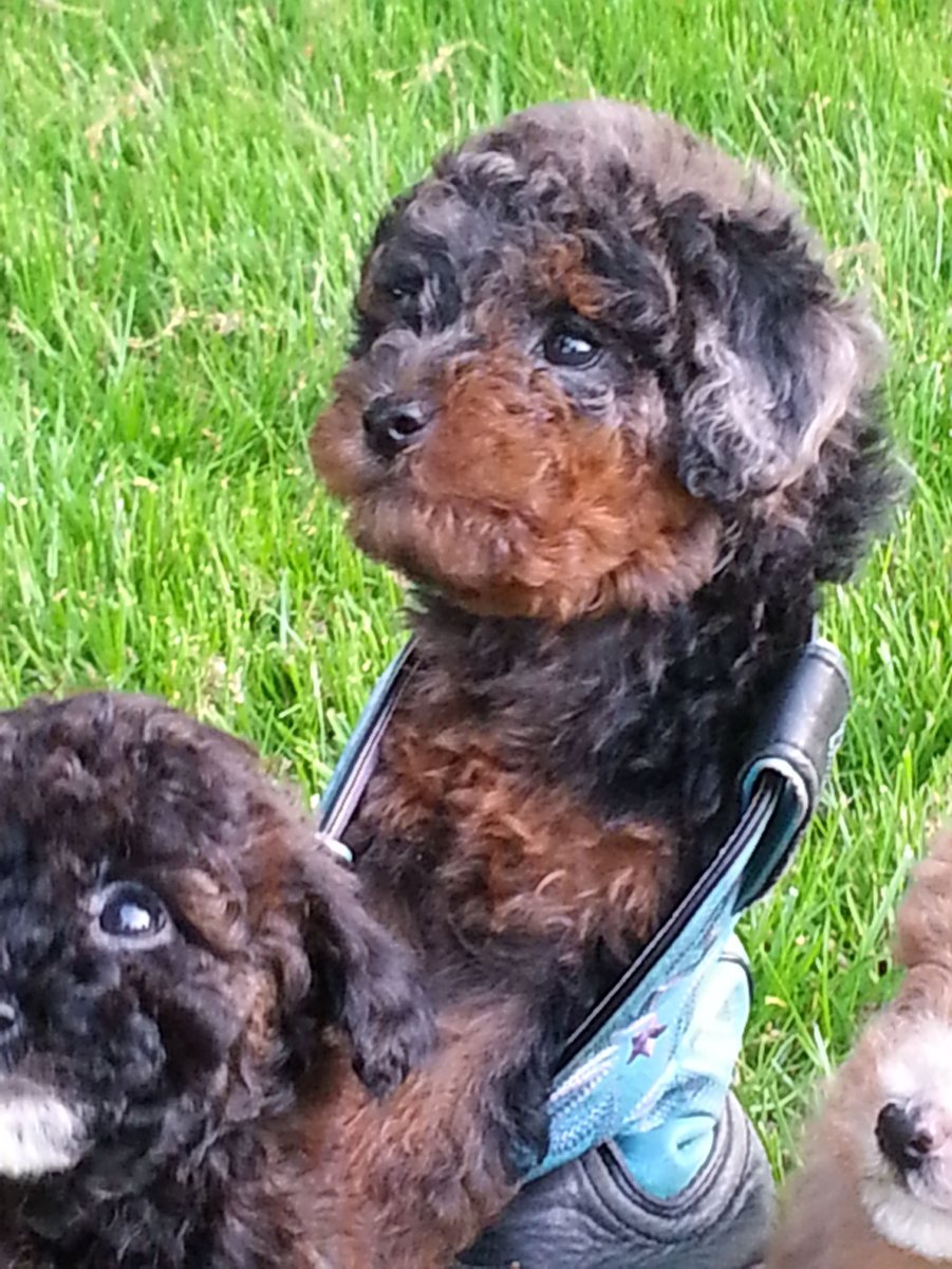 Карликовый пудель черный с подпалом