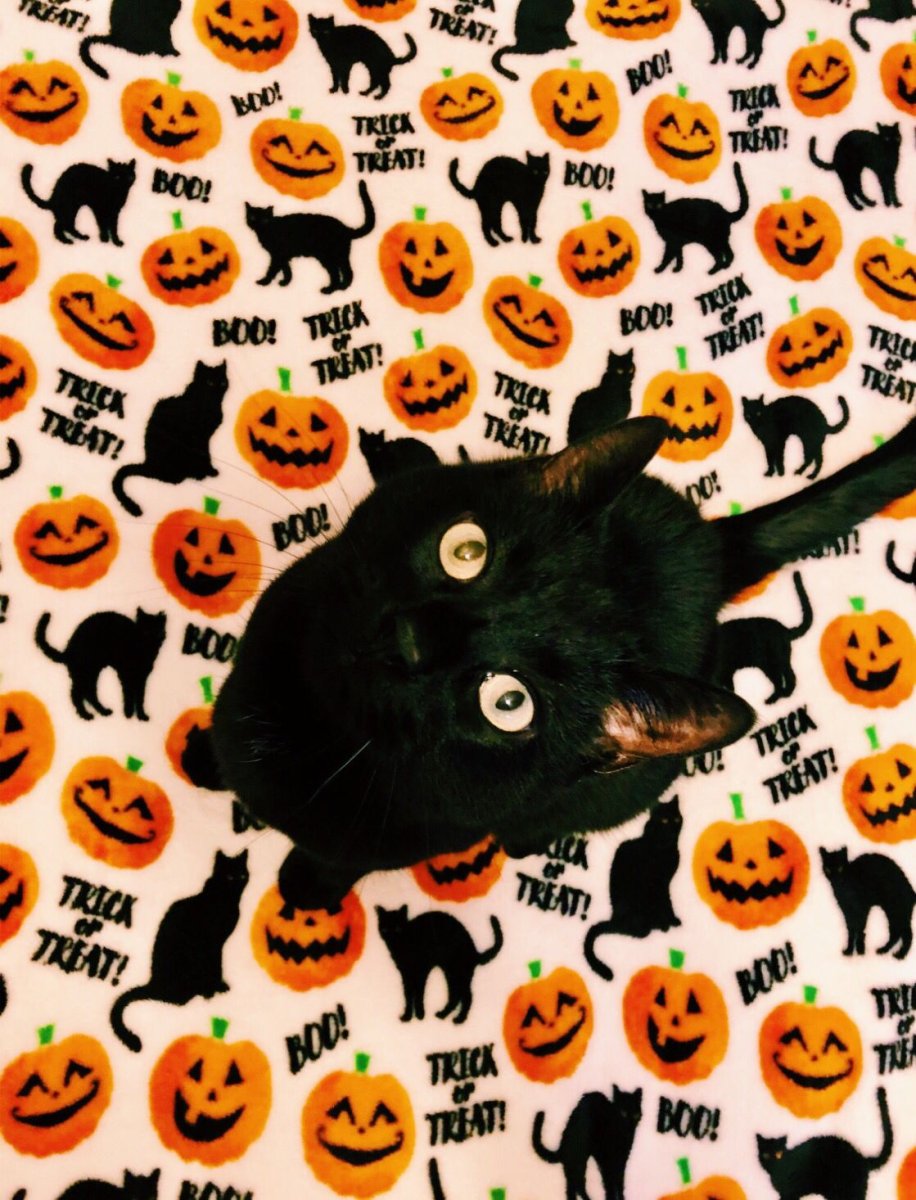 Spooky Cat Мем