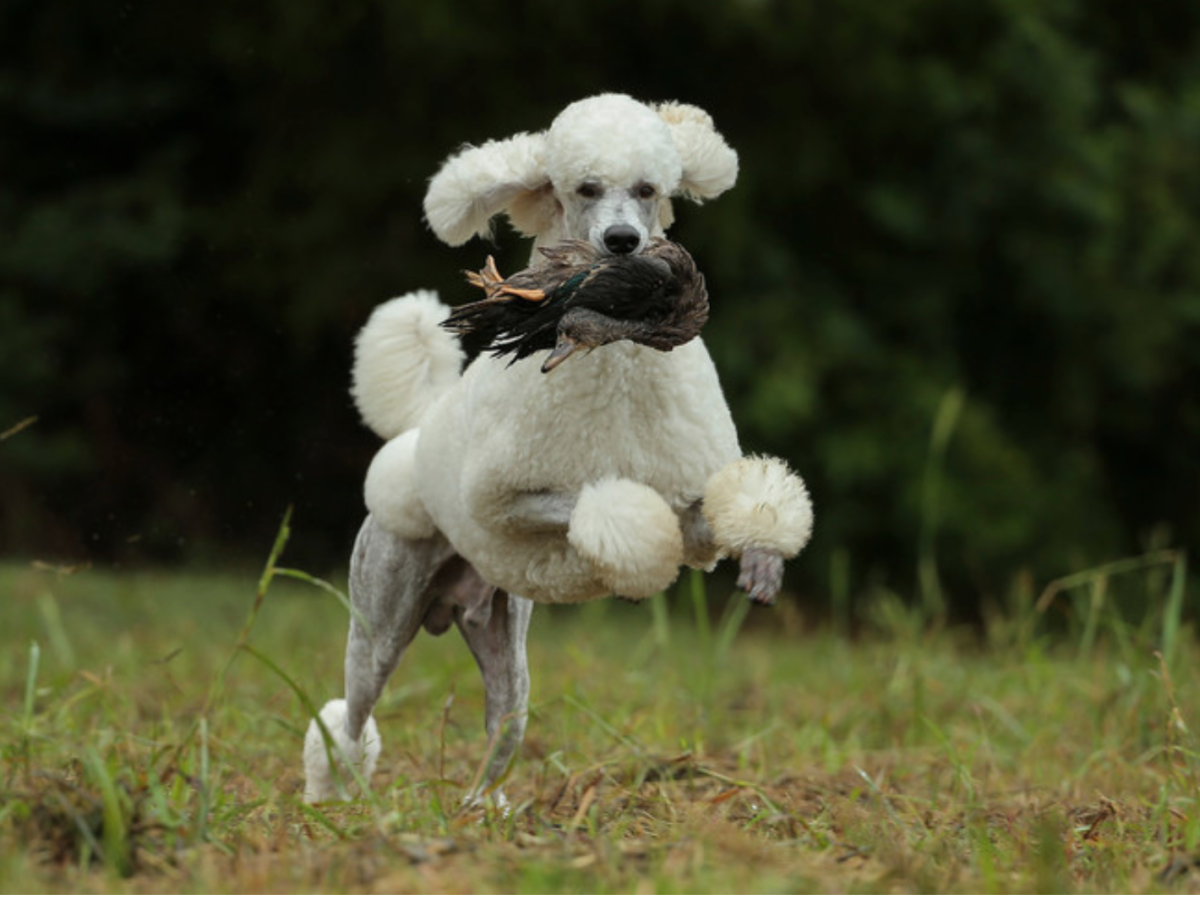 Пудель карликовый Фантом купить