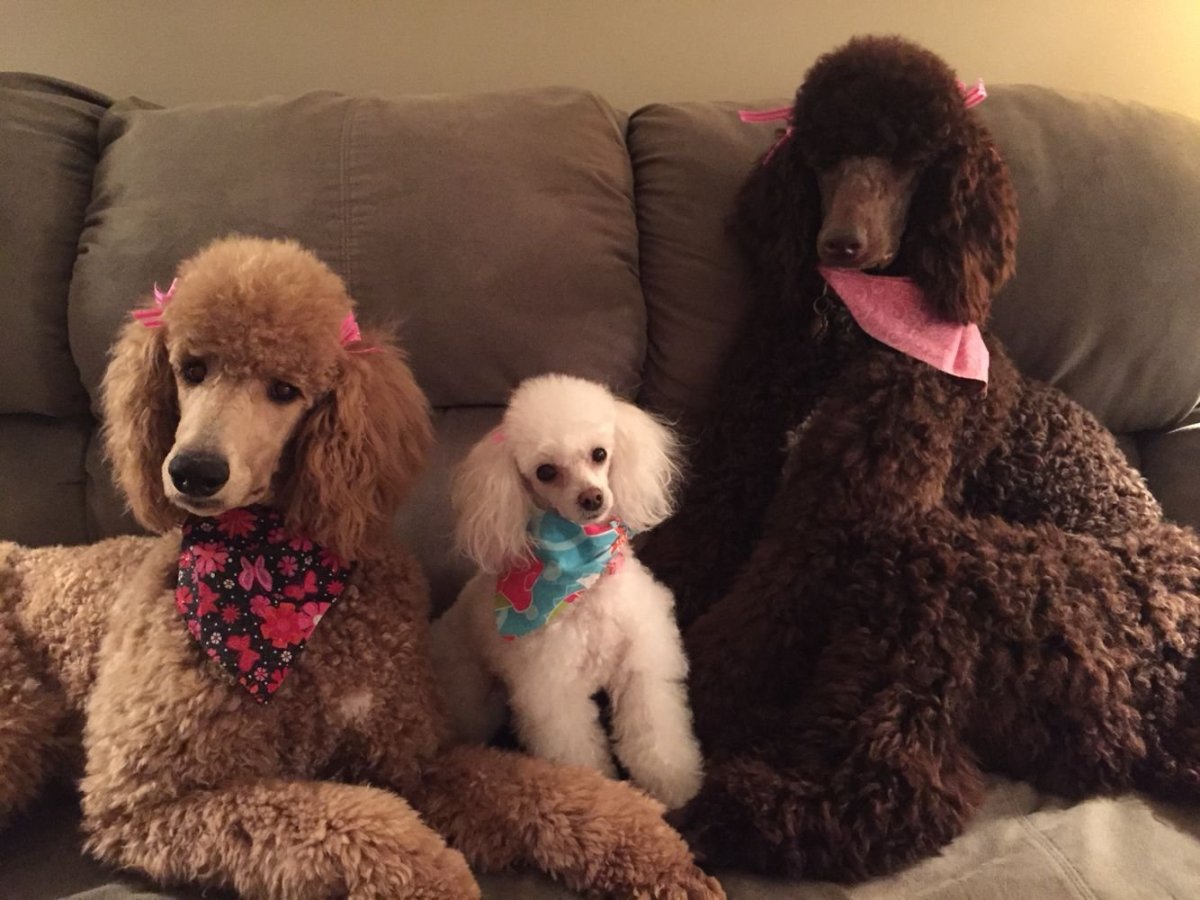 Той пудель Фантом и Арлекин