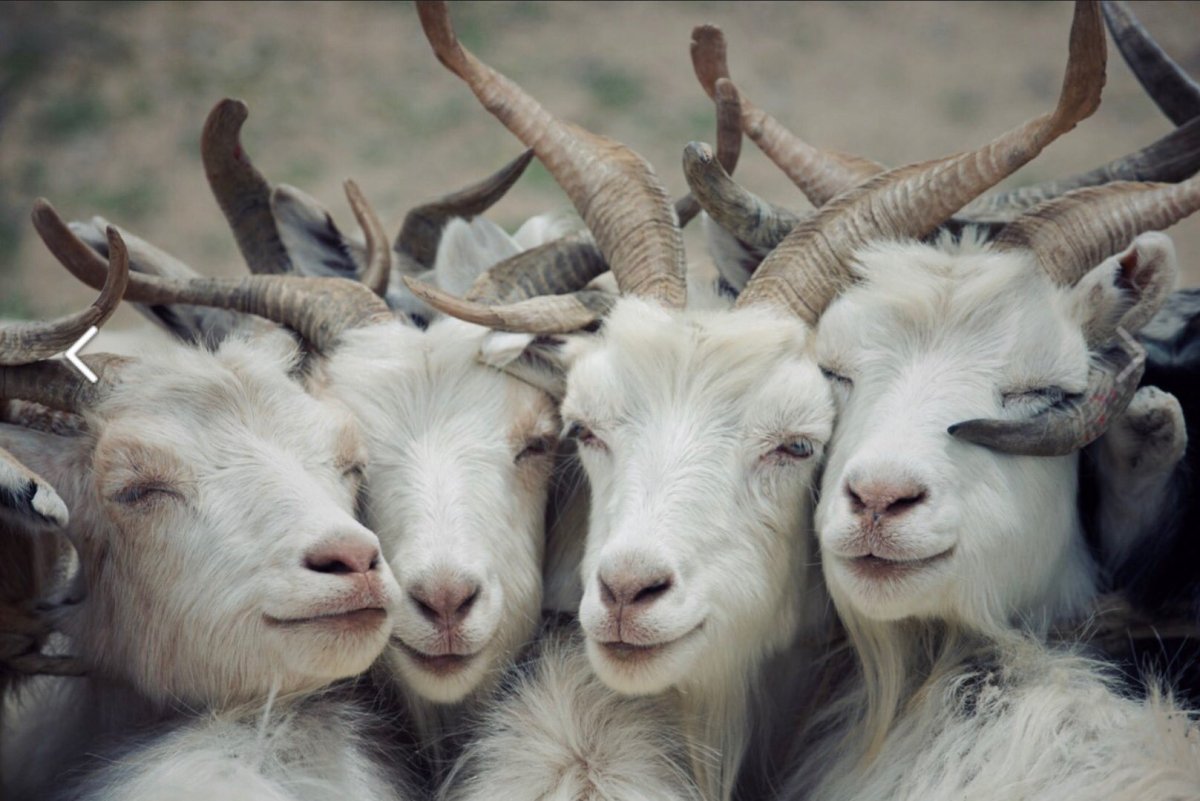 Много Козлов