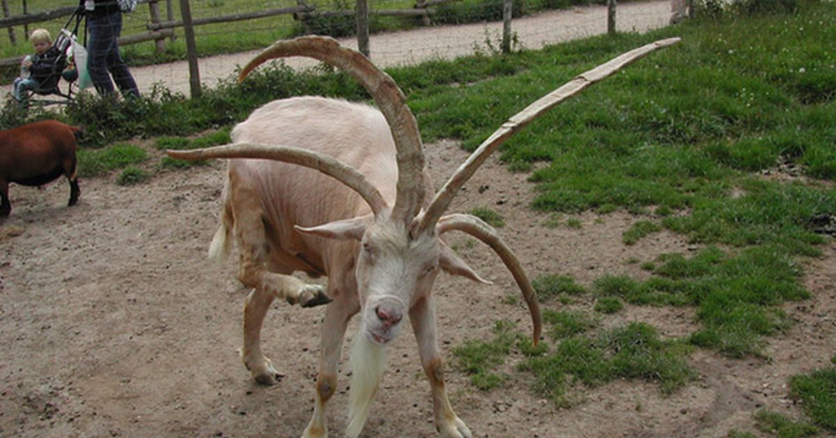 Коза прикол