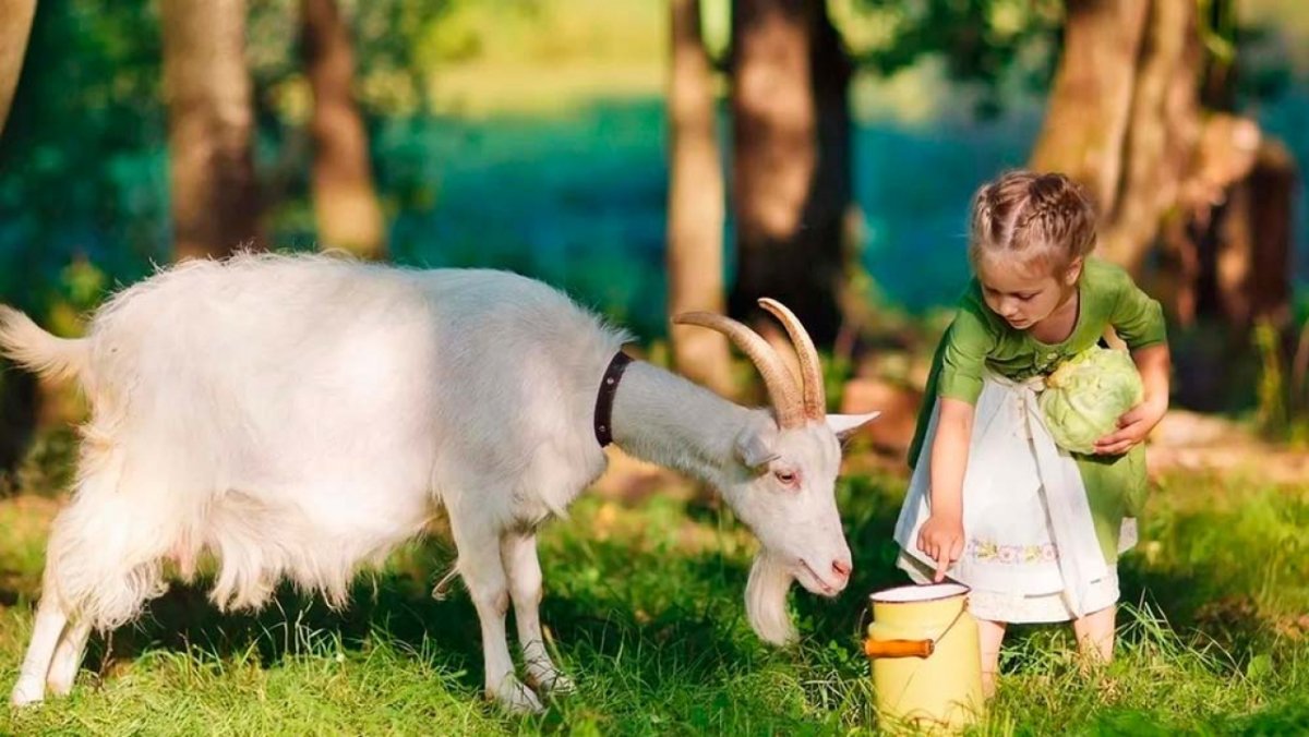 Фотосессия с козленком на природе