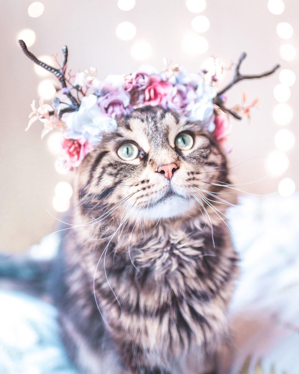 Котик с венком