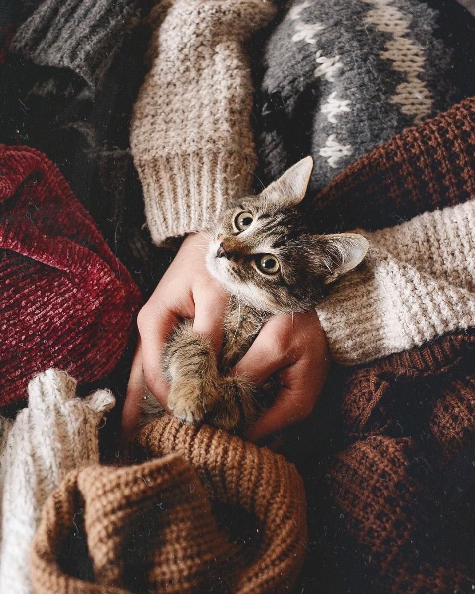 Уютные кошки