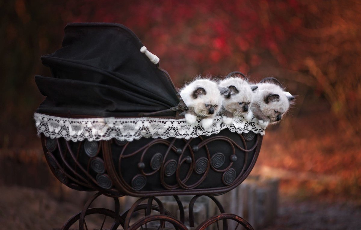 Девушка с котом в коляске