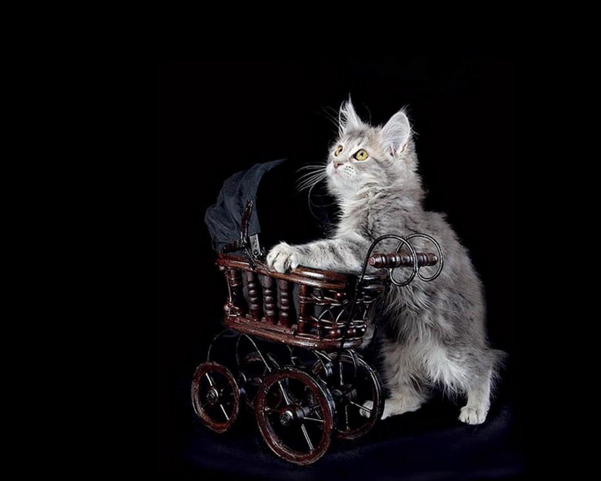 Котейка в коляске