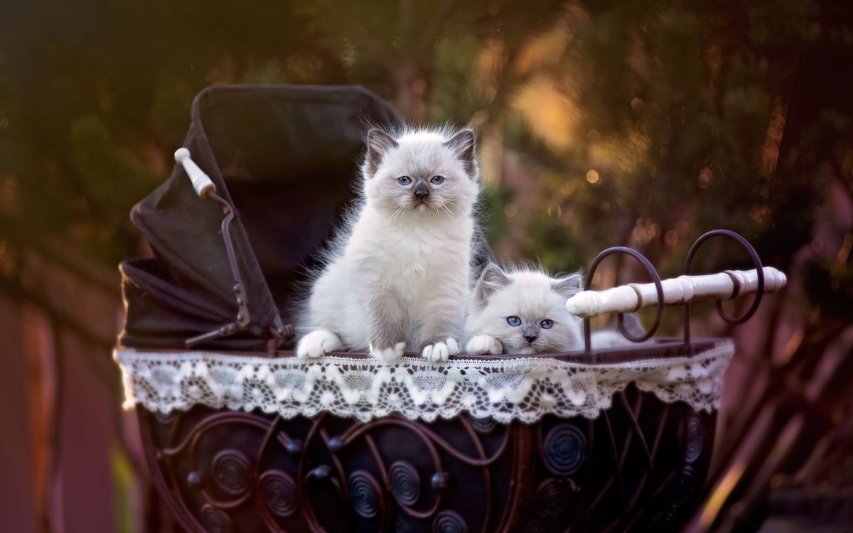 Котик в коляске