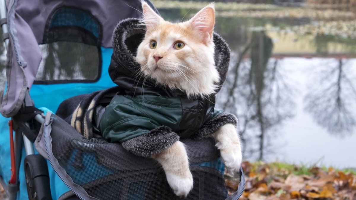 Коляска для кошек