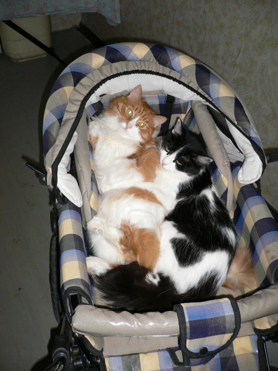 Коляска для кошек