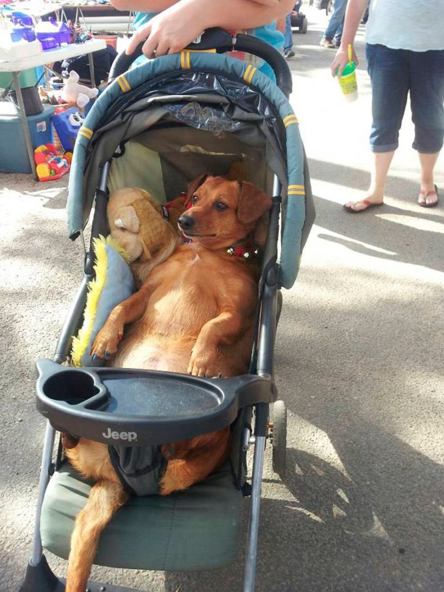 Коляска для собак