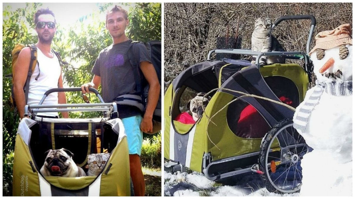 Переноска для кошек хвостатый путешественник