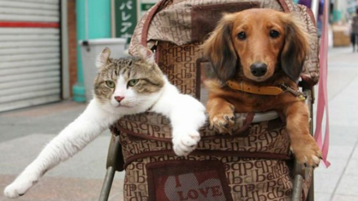 Собаки в колясках в Японии