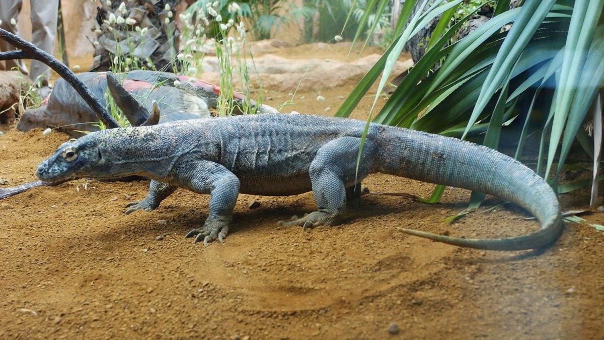 Комодский Варан хвост