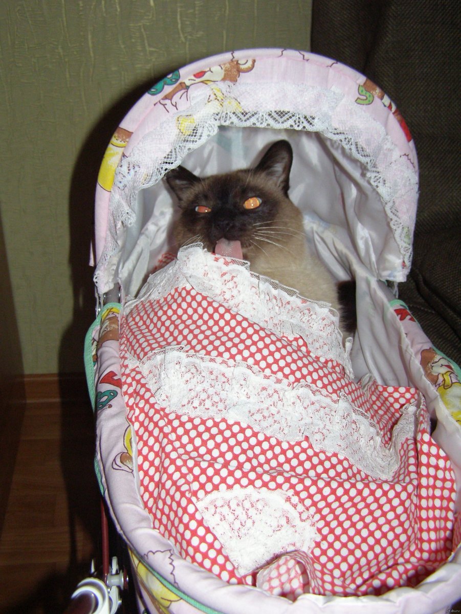Кота запеленали