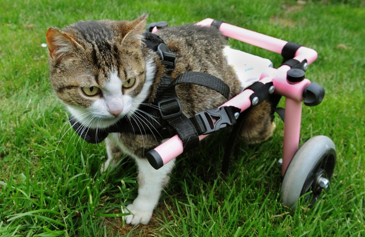 Инвалидная коляска для кошек