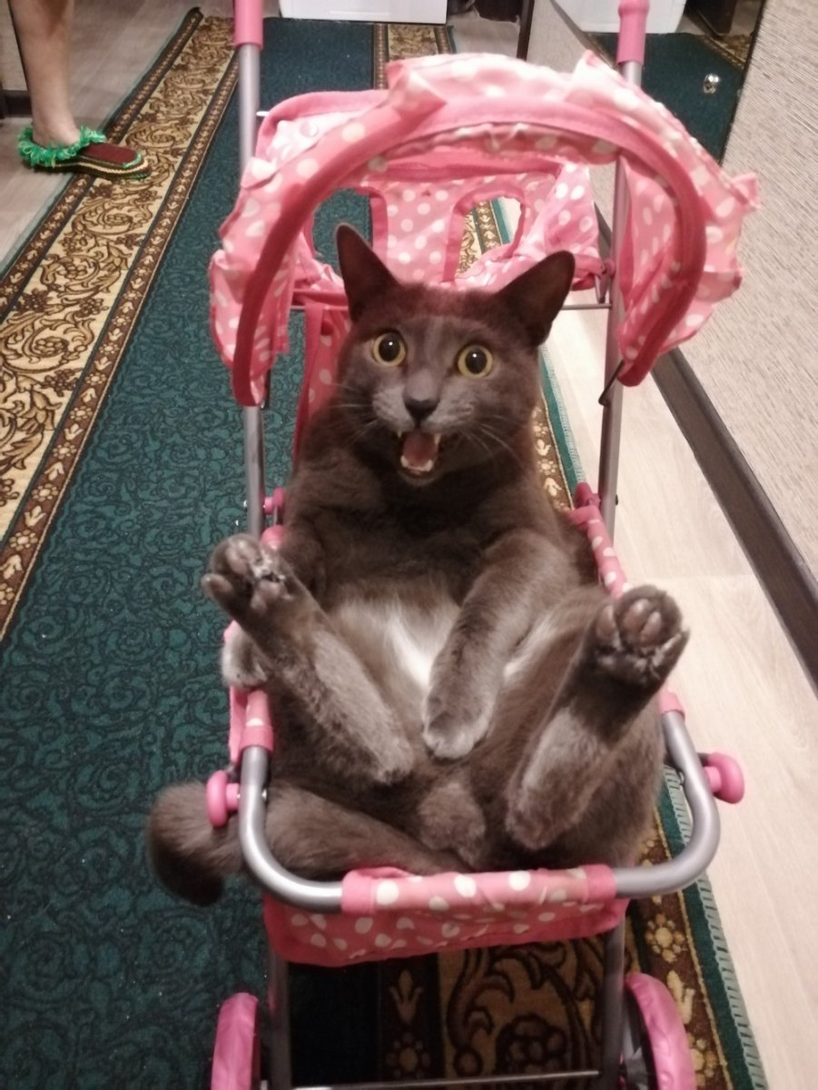 Коляска для кошек