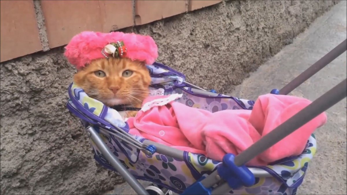 Кот в детской коляске