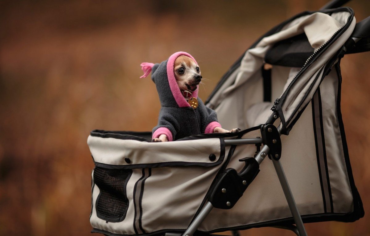 Кот на инвалидной коляске