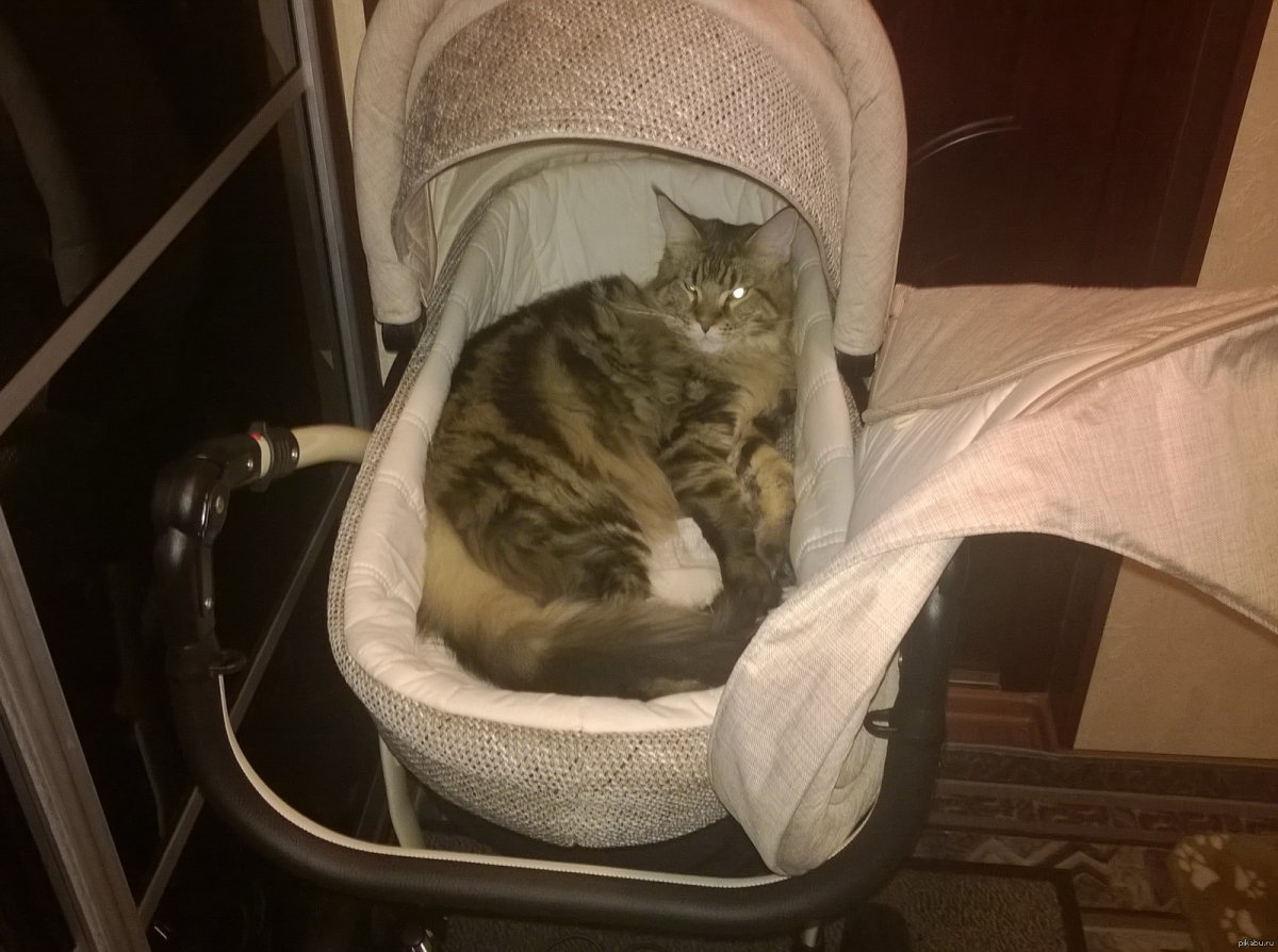 Котик в коляске