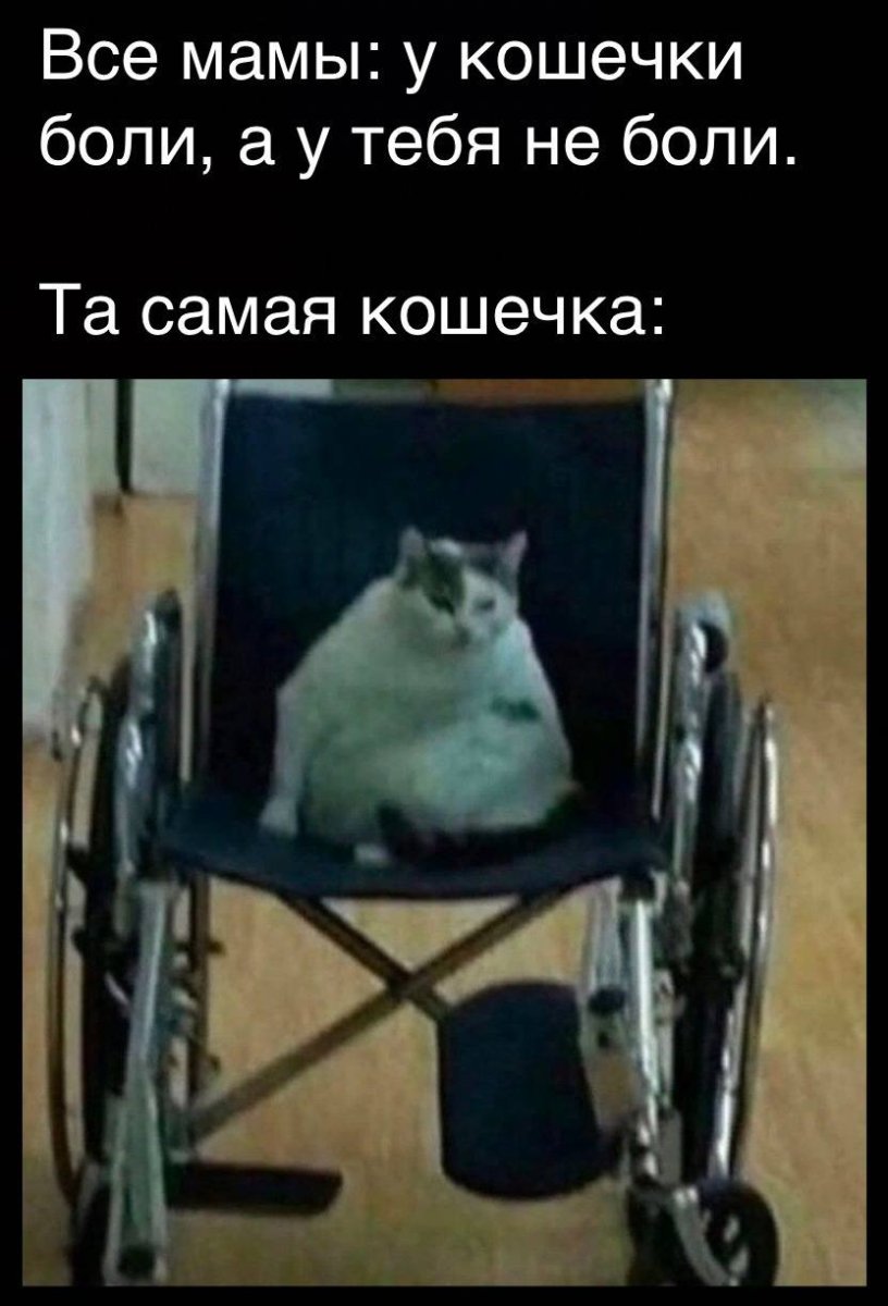 Кот на инвалидной коляске