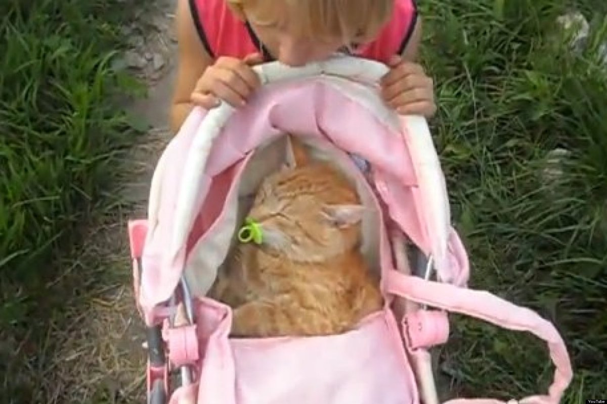 Девушка с котом в коляске