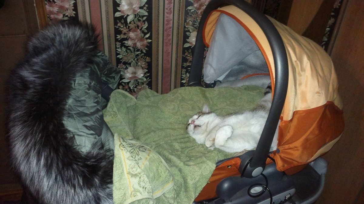 Кот в коляске